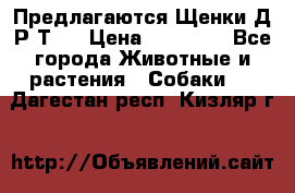 Предлагаются Щенки Д.Р.Т.  › Цена ­ 15 000 - Все города Животные и растения » Собаки   . Дагестан респ.,Кизляр г.